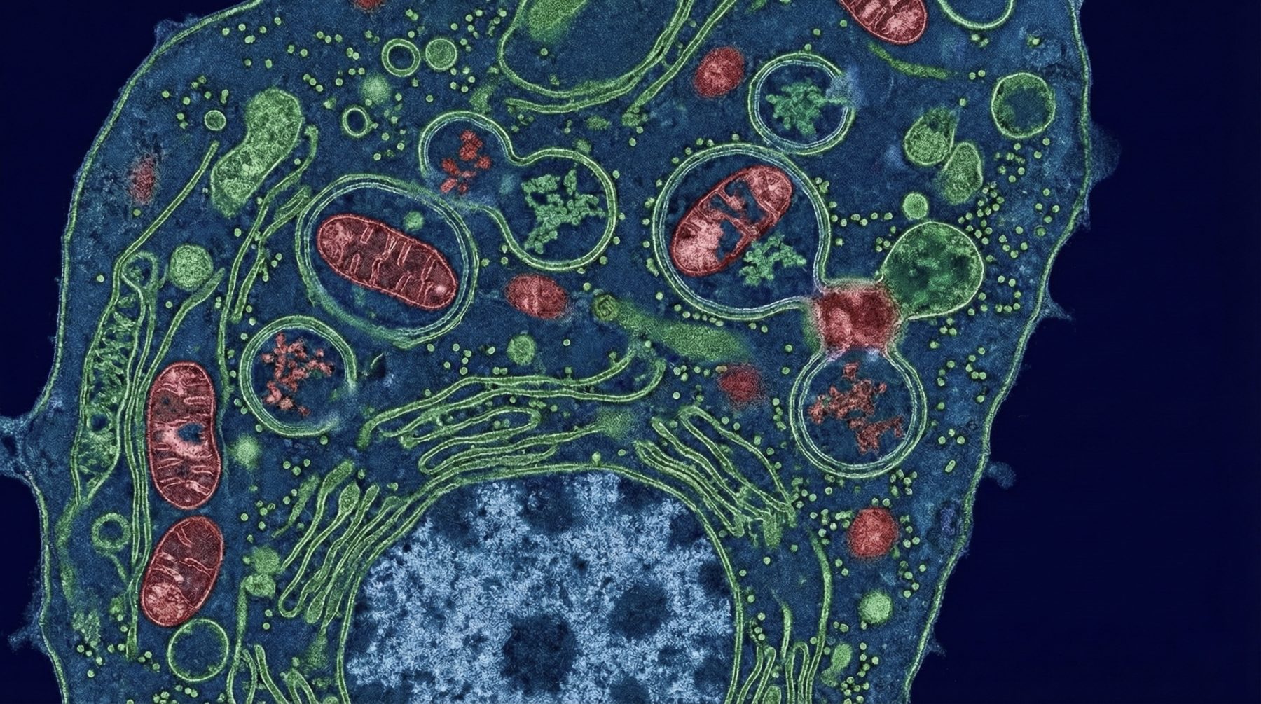 The Science of Fasting: How Autophagy Transforms the Body